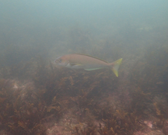 Caulolatilus princeps