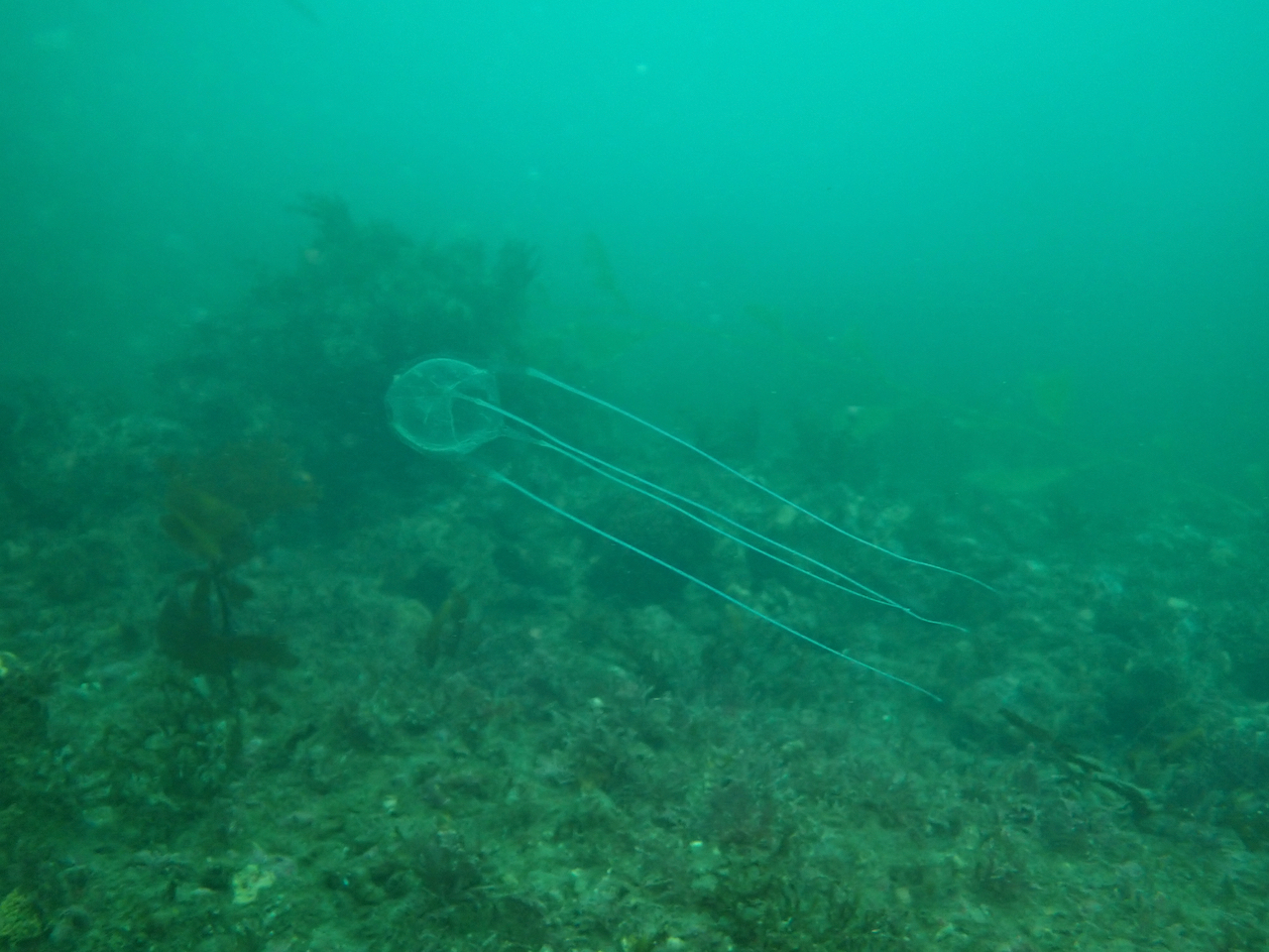 Carybdea confusa Straehler-Pohl, Matsumoto & Acevedo, 2017