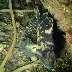 Sebastes chrysomelas