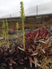 Platanthera michaelii