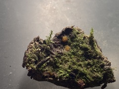 Ramsbottomia crechqueraultii