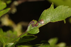 Stigmella oxyacanthella