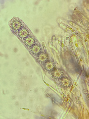 Ramsbottomia crechqueraultii