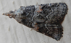 Satole ligniperdalis