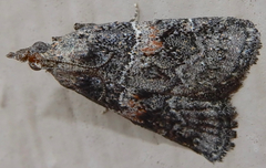 Satole ligniperdalis