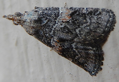 Satole ligniperdalis