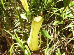 Nepenthes distillatoria