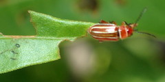 Disonycha conjugata