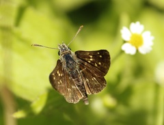 Piruna roeveri
