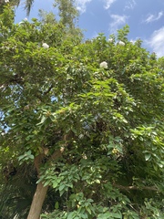 Cordia boissieri