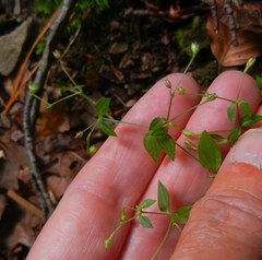Moehringia trinervia