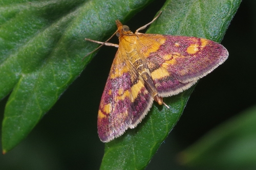 Mint Moth, photo 3 of 9