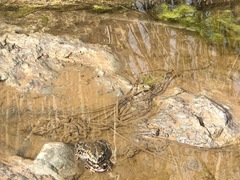 Rhinella atacamensis