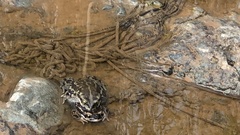 Rhinella atacamensis