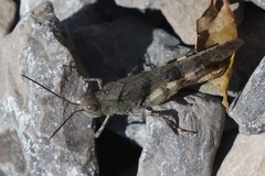 Spharagemon saxatile