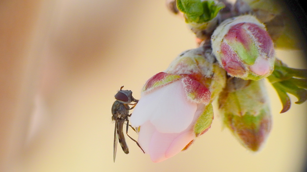Platycheirus chalconota