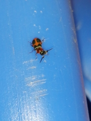 Collops quadrimaculatus