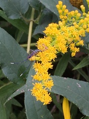 Toxorhynchites rutilus septentrionalis
