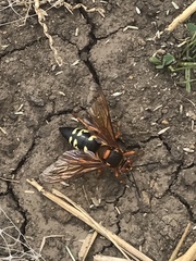 Sphecius speciosus