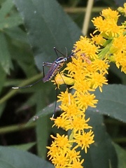 Toxorhynchites rutilus septentrionalis