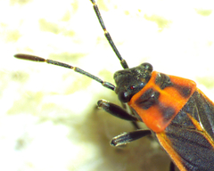 Ochrimnus lineoloides