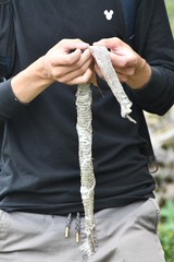 Pantherophis spiloides