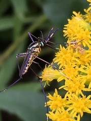 Toxorhynchites rutilus septentrionalis