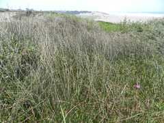 Juncus breweri