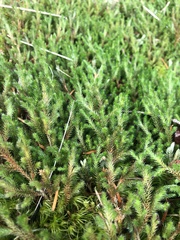 Selaginella wallacei