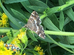 Hymenia