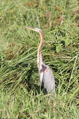 Ardea purpurea manilensis
