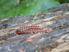 Kepolydesmus anderisus
