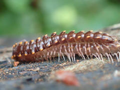 Kepolydesmus anderisus