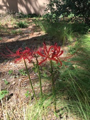 Lycoris