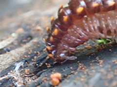 Kepolydesmus anderisus