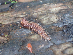 Kepolydesmus anderisus