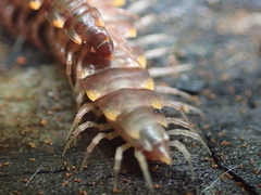 Kepolydesmus anderisus