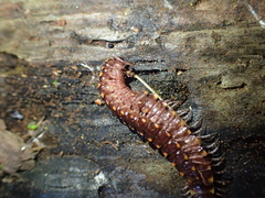 Kepolydesmus anderisus