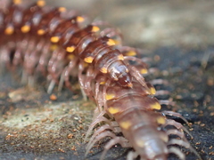 Kepolydesmus anderisus