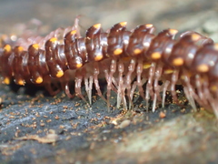 Kepolydesmus anderisus