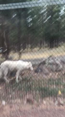 Canis lupus occidentalis