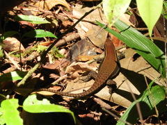 Eutropis greeri