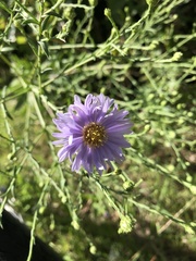 Symphyotrichum puniceum puniceum