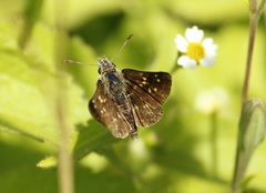 Piruna roeveri