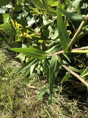 Symphyotrichum puniceum puniceum