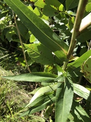 Symphyotrichum puniceum puniceum