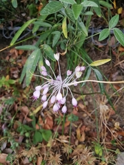 Allium carinatum pulchellum