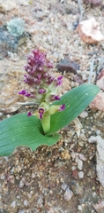 Lachenalia carnosa