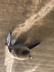 Myotis atacamensis