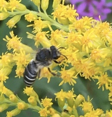 Colletes simulans armatus